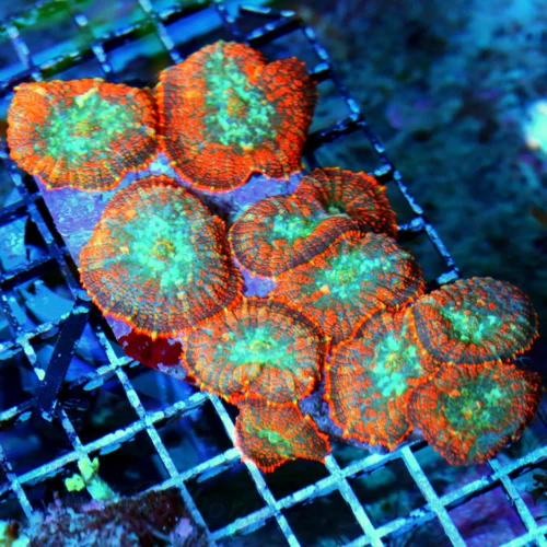 6x5 RHODACTIS MUSHROOM CORAL - ULTRA ULTRA GRADE SHOWPIECE FULLY COVERED RHODACTIS