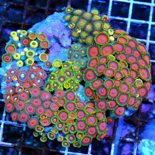 5x5 COMBO ZOANTHIDS - HANDPICKED BY SCOTT HAPPY FAMILY COMBO ZOANTHID COLONY