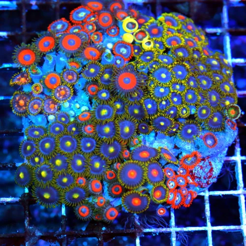 5x5 COMBO ZOANTHIDS - HANDPICKED BY SCOTT HAPPY FAMILY COMBO ZOANTHID COLONY