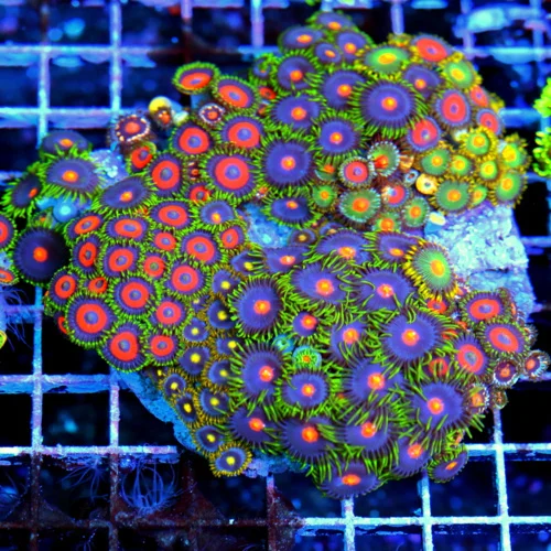 5x5 COMBO ZOANTHIDS - HANDPICKED BY SCOTT HAPPY FAMILY COMBO ZOANTHID COLONY