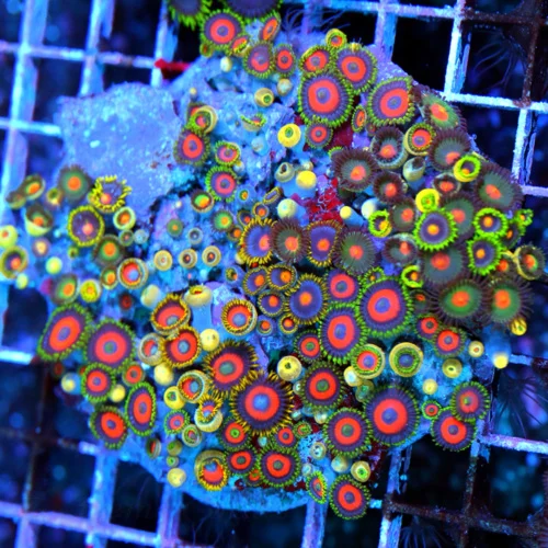 5x5 COMBO ZOANTHIDS - HANDPICKED BY SCOTT HAPPY FAMILY COMBO ZOANTHID COLONY