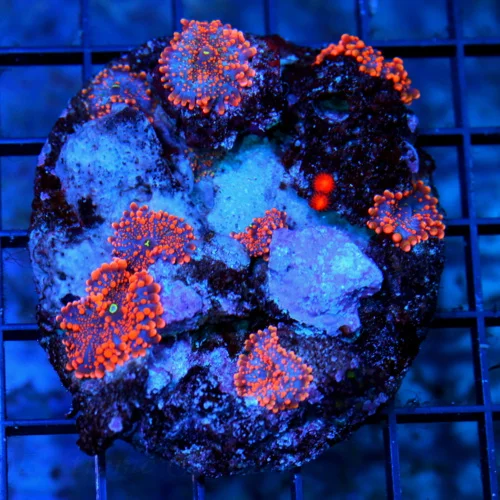 4x4 RICORDIA YUMA MUSHROOMS - NEON ORANGE AND BLUE FULLY COVERED RICORDIA YUMA COLONY