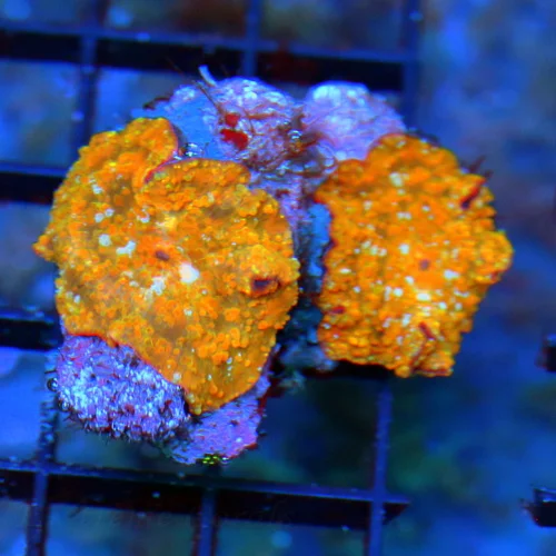 3 MUSHROOM CORAL - VERY RARE AUSSIE COLLECTOR ITEM DUAL POLYP DISCOSOMA MUSHROOM CORAL