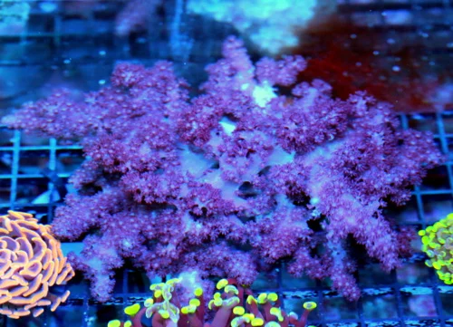 10x8 COLT CORAL - RARELY IMPORTED GIANT PURPLE COLT CORAL