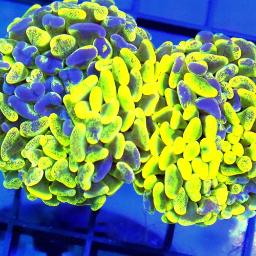 4x3 BRANCHING HAMMER CORAL - ULTRA COLORED NEON YELLOW BLUE PAINTED HAMMER CORAL