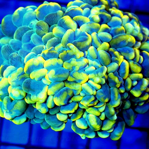 4x4 BUBBLE CORAL - VERY VERY HARD TO GET ULTRA NEON BLUE AND YELLOW CATSEYE BUBBLE CORAL COLLECTOR'S