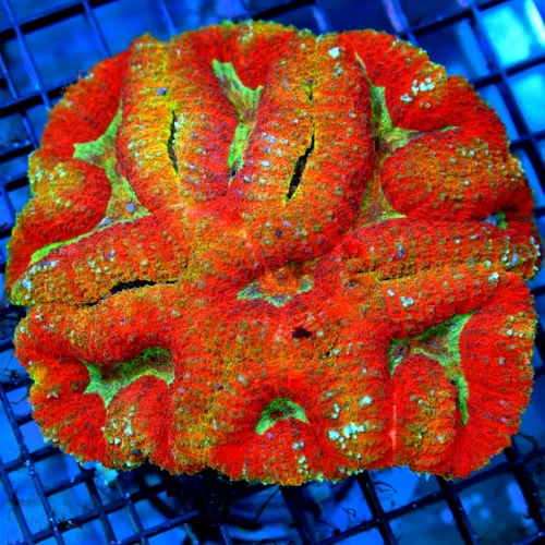 5.5x5 LOBOPHYLLIA CORAL - OUT OF THIS WORLD HANDPICKED ULTRA FIRE LOBOPHYLLIA CORAL