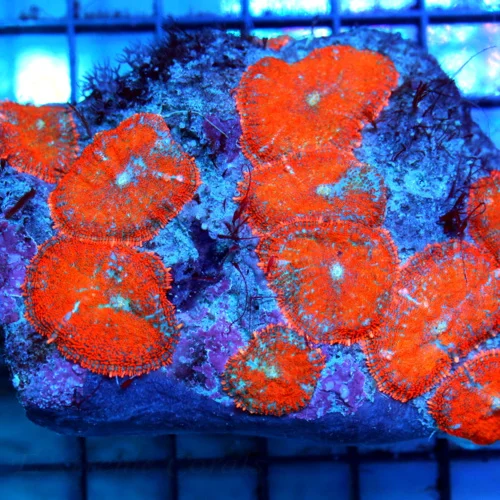 4.5x4 RHODACTIS MUSHROOM CORAL - ULTRA COLORED RARE RHODACTIS MUSHROOM COLONY ROCK