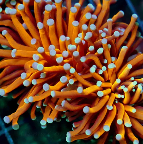 4.5x4.5 TORCH CORAL - SUPER NEON BLUE TIPPED EXTREME CORALS FAMOUS "RADIOACTIVE" TORCH CORAL