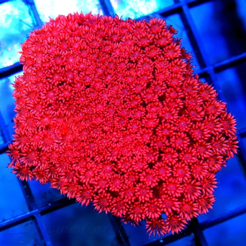 3.5x3.5 (FULLY OPENED) GONIOPORA CORAL - HANDPICKED BY SCOTT ULTRA COLORED CHERRY BOMB RED GONIOPORA