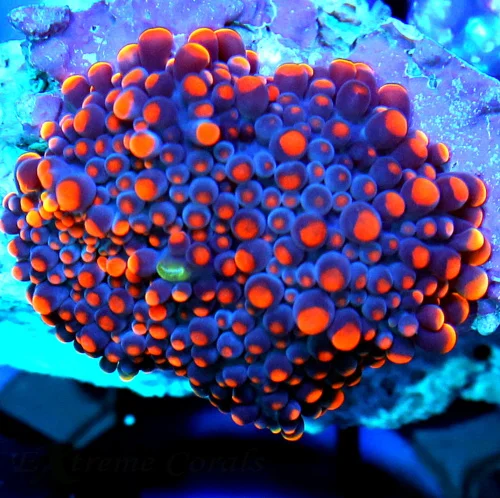 3" RICORDIA YUMA MUSHROOM CORAL - NEVER SEEN ONE LIKE THIS BEFORE ULTRA COLORED COLLECTOR'S PIECE