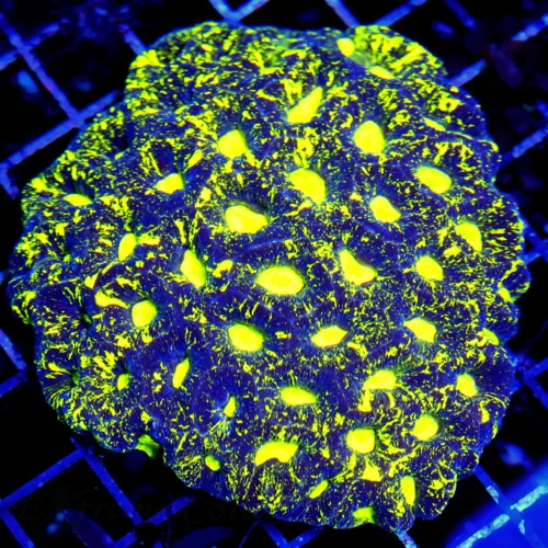 5.5x5 GONIASTREA BRAIN CORAL - NEON YELLOW PREDATOR'S BLOOD ULTRA COLORED GONIASTREA CORAL