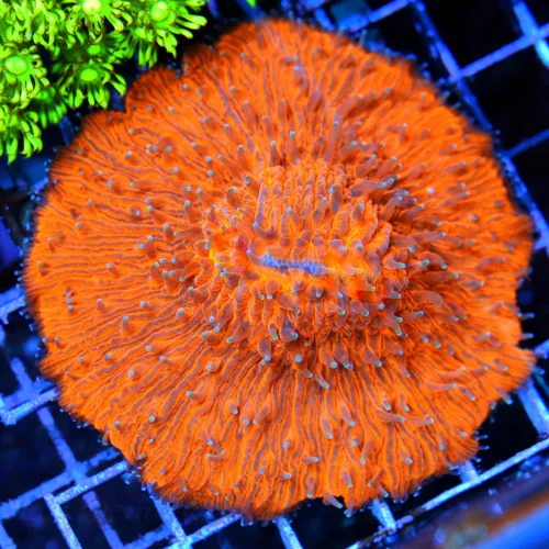 3x3 PLATE CORAL - ULTRA COLORED ULTRA GRADE NEON ORANGE PLATE CORAL