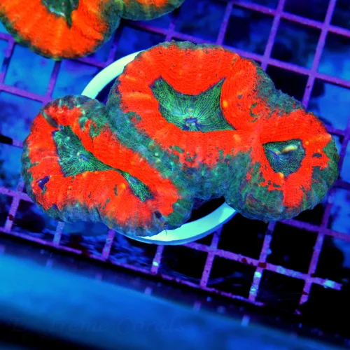 4.5x4 LOBOPHYLLIA CORAL - ULTRA FIRE HANDPICKED BICOLORED LOBOPHYLLIA CORAL