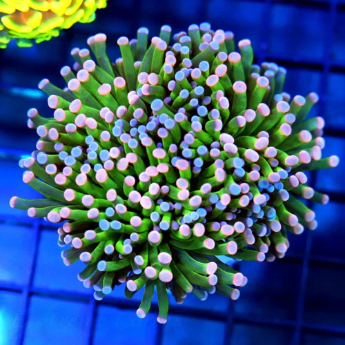 4x4 TORCH CORAL - ULTRA ULTRA COLORED OUT OF THIS WORLD "COTTON CANDY" TORCH CORAL