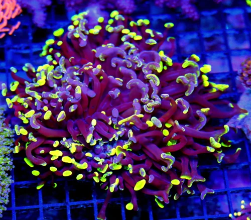 6x6 HAMMER CORAL - OUT OF THIS WORLD SUPER SUPER PURPLE ULTRA COLORED GREEN TIP HAMMER