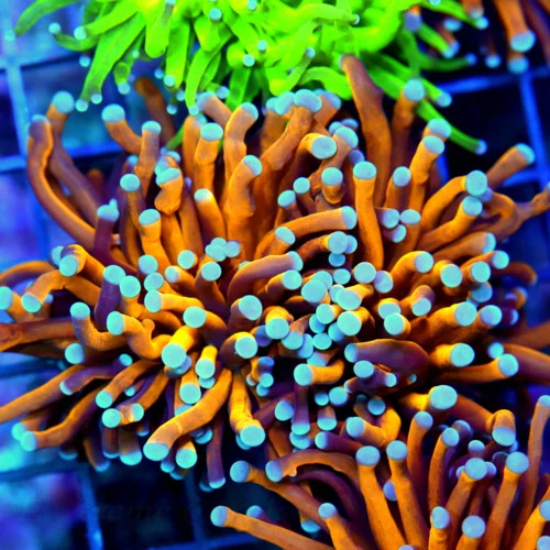 4.5x4.5 TORCH CORAL - SUPER NEON BLUE TIPPED EXTREME CORALS FAMOUS "RADIOACTIVE" TORCH CORAL