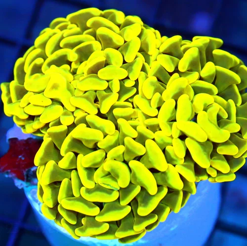 4x4 BRANCHING HAMMER CORAL - ULTRA COLORED NEON HIGHLIGHTER YELLOW THREE HEADED HAMMER CORAL