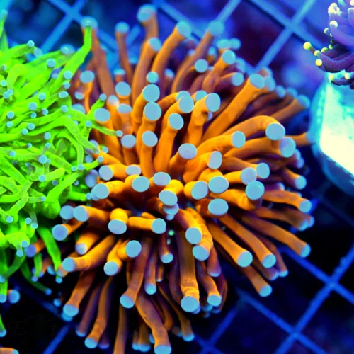 4x4 TORCH CORAL - SUPER NEON BLUE TIPPED EXTREME CORALS FAMOUS "RADIOACTIVE" TORCH CORAL