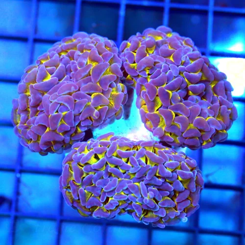 4.5x4.5 BRANCHING  HAMMER - THREE HEADED ULTRA NEON HIGHLIGHTER YELLOW BRANCHNG HAMMER CORAL