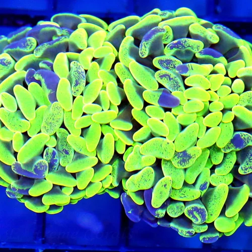 4x3 HAMMER CORAL - ULTRA COLORED MINT GREEN BLUE PAINTED BRANCHING HAMMER CORAL