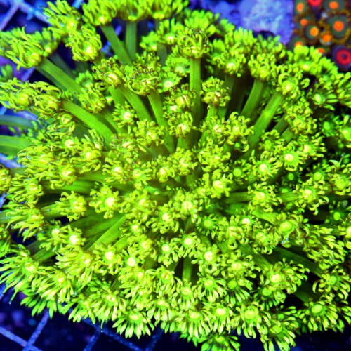 6x5.5 GONIOPORA CORAL - LEMON LIME YELLOW/GREEN XL GONIOPORA CORAL