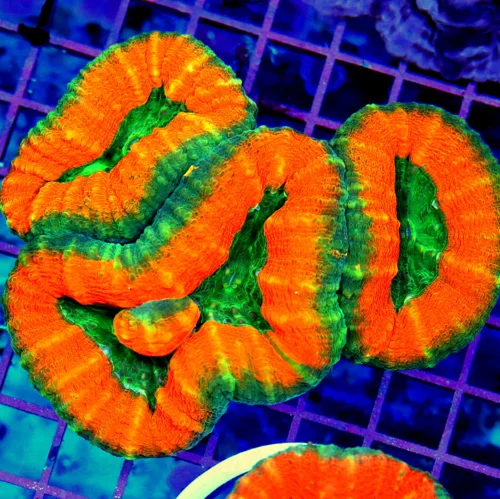 5.5x4.5 LOBOPHYLLIA CORAL - ULTRA FIRE HANDPICKED LOBOPHYLLIA CORAL