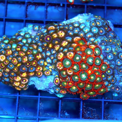 5x4 COMBO ZOANTHID CORAL COLONY - VERY VERY RARE COLORED COMBO ZOANTHID CORAL COLONY