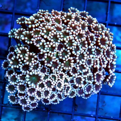 4.5x4 ALVEOPORA CORAL - ULTRA GRADE ULTRA COLORED PINK ALVEOPORA CORAL