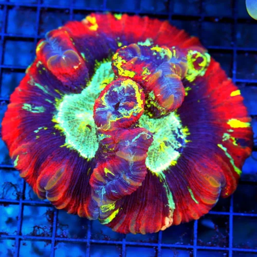 5.5x5 XL WELLSOPHYLLIA CORAL - HANDPICKED BY SCOTT ULTRA COLORED ULTRA RAINBOW WELLSOPHYLLIA CORAL