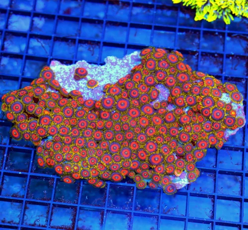 6x4.5 XL ZOANTHID CORAL - HANDPICKED SUPER ULTRA COLORED INDO ZOANTHID CORAL COLONY