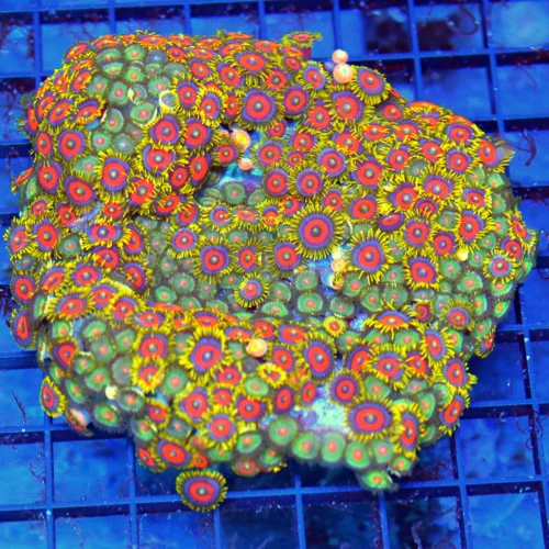 5.5x5.5 XL ZOANTHID CORAL - HANDPICKED ULTRA MULTICOLORED INDO ZOANTHID CORAL COLONY