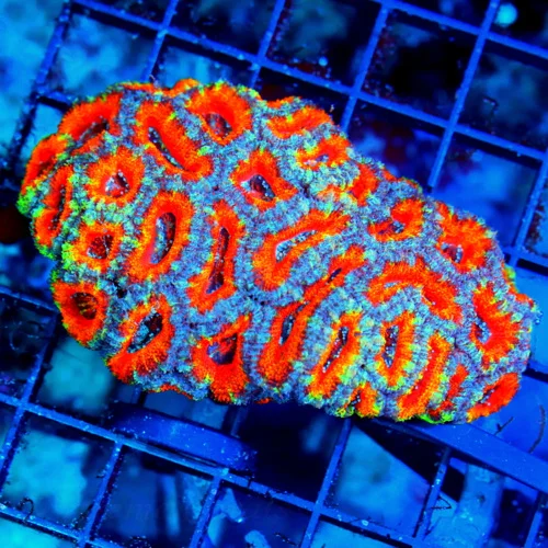 4.5x3 ACANTHASTREA LORDHOWENSIS CORAL - BAD TO THE BONE ULTRA RAINBOW ULTRA COLORED ACAN LORD