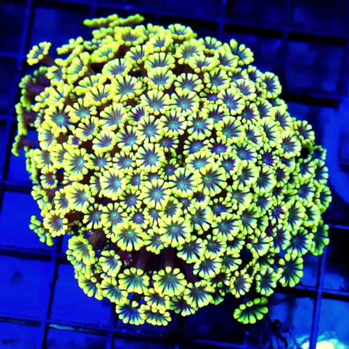 4x4 ALVEOPORA CORAL - HANDPICKED ULTRA COLORED NEON LEMON LIME YELLOW ALVEOPORA CORAL