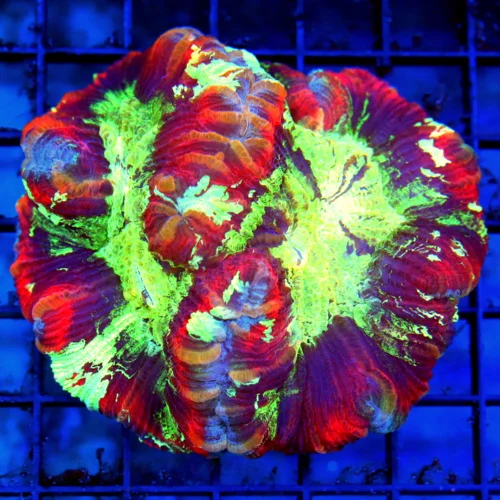 4.5x4.5 WELLSOPHYLLIA CORAL - HANDPICKED BY SCOTT ULTRA RAINBOW ULTRA COLORED WELLSOPHYLLIA CORAL