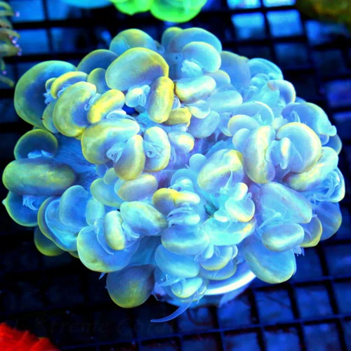 6x5.5 XXL BUBBLE CORAL - VERY VERY HARD TO GET MULTICOLORED BLUE/YELLOW CATSEYE BUBBLE CORAL