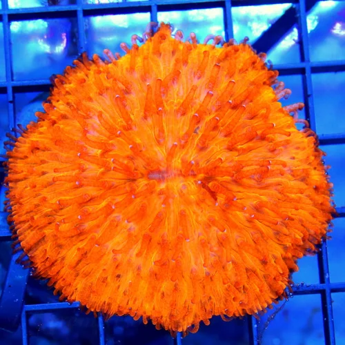 4x4  PLATE CORAL - HANDPICKED BY SCOTT SUPER SUPER NEON ORANGE MELTING POT PLATE CORAL