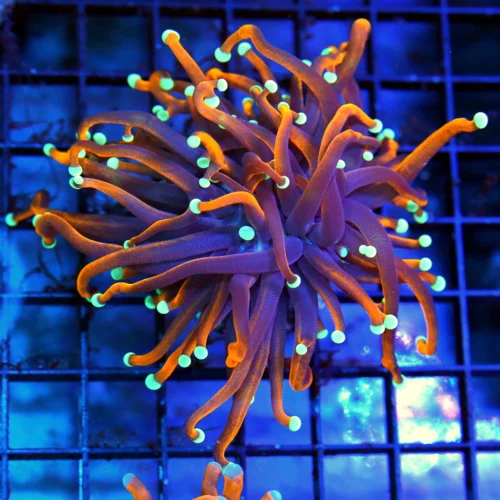 4.5x4.5 TORCH CORAL - HANDPICKED ULTRA COLORED AUSSIE GOLD TORCH