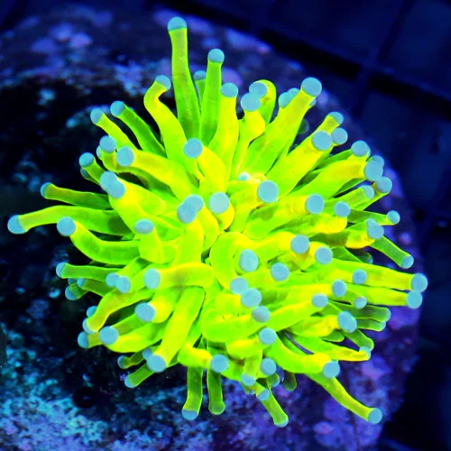 3.5x3.5 TORCH CORAL - ABSOLUTELY STUNNING HANDPICKED BY SCOTT ULTRA HOLY GRAIL TORCH CORAL