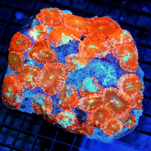 6x5.5 GIANT RHODACTIS MUSHROOM CORAL - HANDPICKED SUPER SUPER COLORED RHODACTIS MUSHROOM CORAL COLON