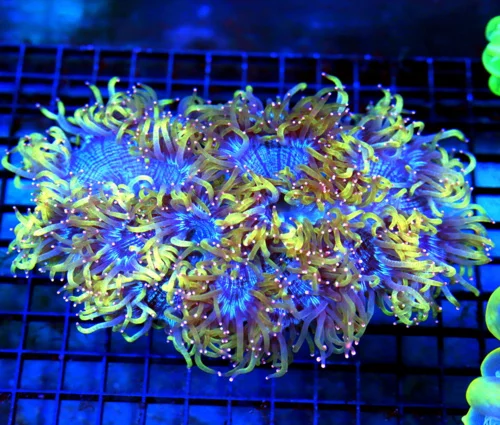 8x7 ELEGANCE CORAL - BAD TO THE BONE BOOK QUALITY SUPER COLORED SHOWPIECE ELEGANCE CORAL