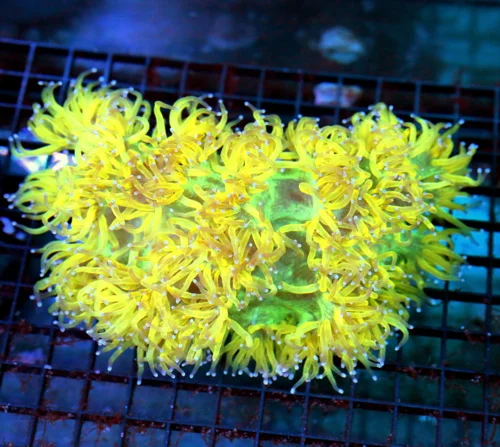 8x7 ELEGANCE CORAL - BAD TO THE BONE BOOK QUALITY SUPER COLORED SHOWPIECE ELEGANCE CORAL