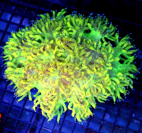 10x8 ELEGANCE CORAL - BAD TO THE BONE BOOK QUALITY SUPER COLORED SHOWPIECE ELEGANCE CORAL