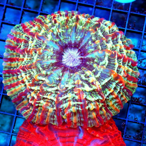 6x6 INDOPHYLLIA CORAL - HANDPICKED BY SCOTT ULTRA COLORED MASTER INDOPHYLLIA CORAL