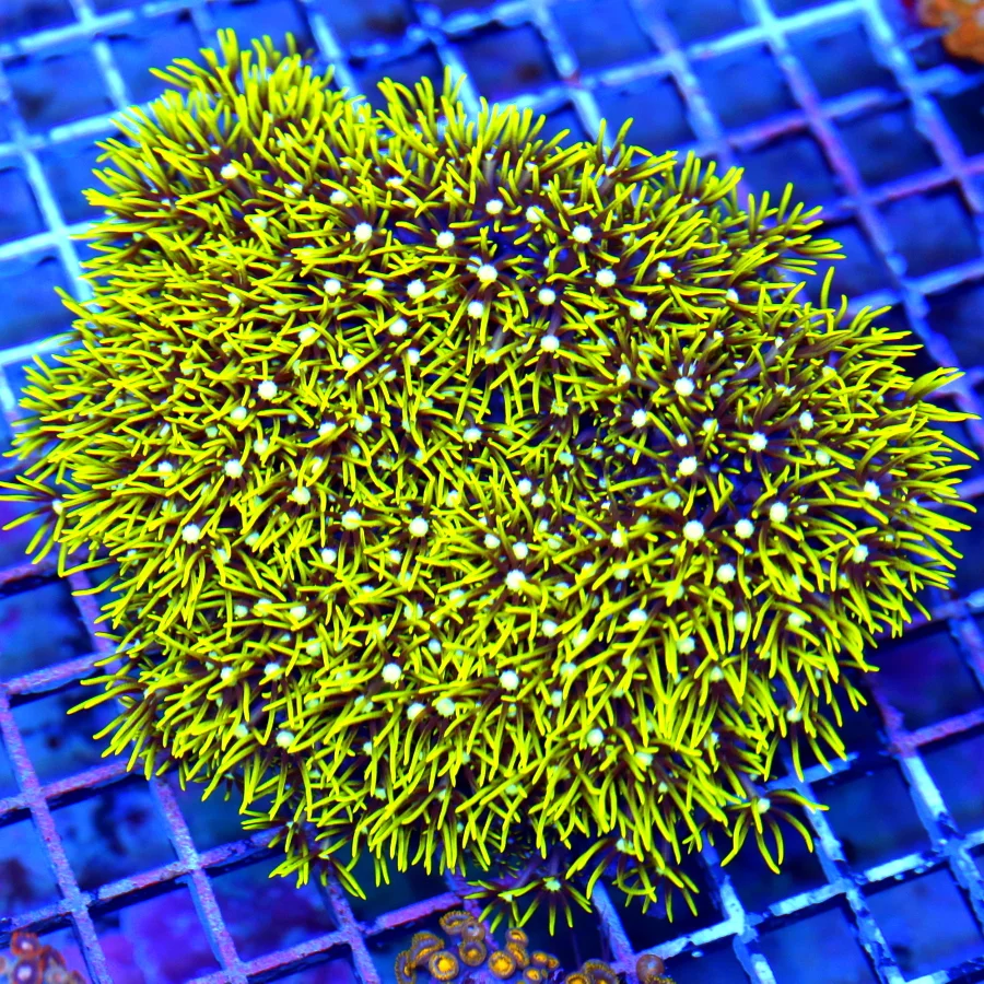 5x4.5 XL GREEN STAR POLYPS - ULTRA COLORED METALLIC GREEN STAR POLYPS CORAL