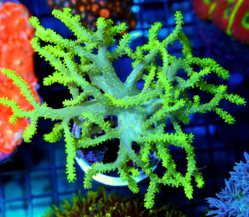 6x6 SINULARIA SPAGHETTI LEATHER CORAL - LEMON LIME YELLOW ULTRA COLORED SINULARIA LEATHER CORAL