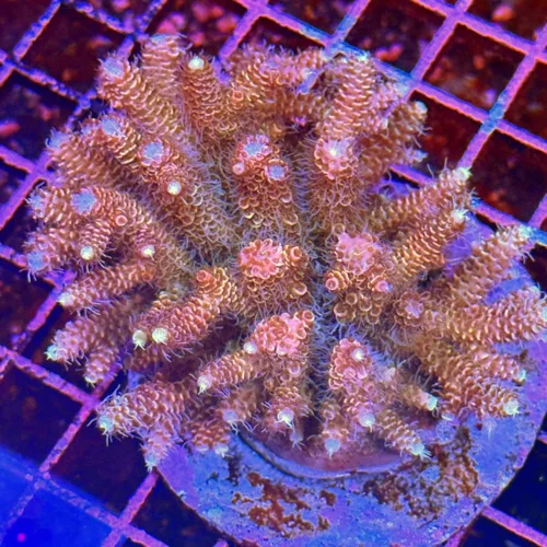 4.5x4 ACROPORA - ULTRA GRADE ULTRA COLOR SOLOMON ISLAND ACROPORA - ARRIVE ALIVE GUARANTEE