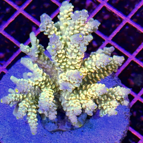 3x3 ACROPORA - ULTRA GRADE ULTRA COLOR SOLOMON ISLAND ACROPORA - ARRIVE ALIVE GUARANTEE