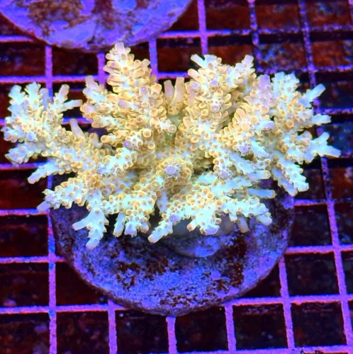 4.5x4 ACROPORA - ULTRA GRADE ULTRA COLOR SOLOMON ISLAND ACROPORA - ARRIVE ALIVE GUARANTEE