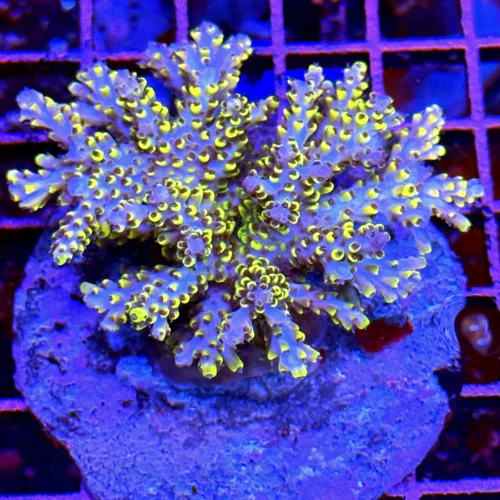 3.5x3 ACROPORA - ULTRA GRADE ULTRA COLOR SOLOMON ISLAND ACROPORA - ARRIVE ALIVE GUARANTEE